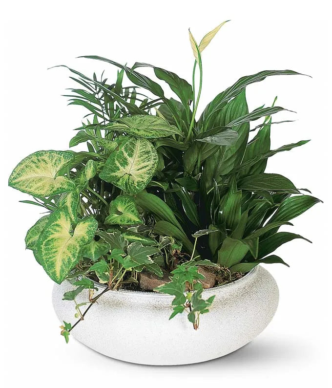 Medium Dish Garden